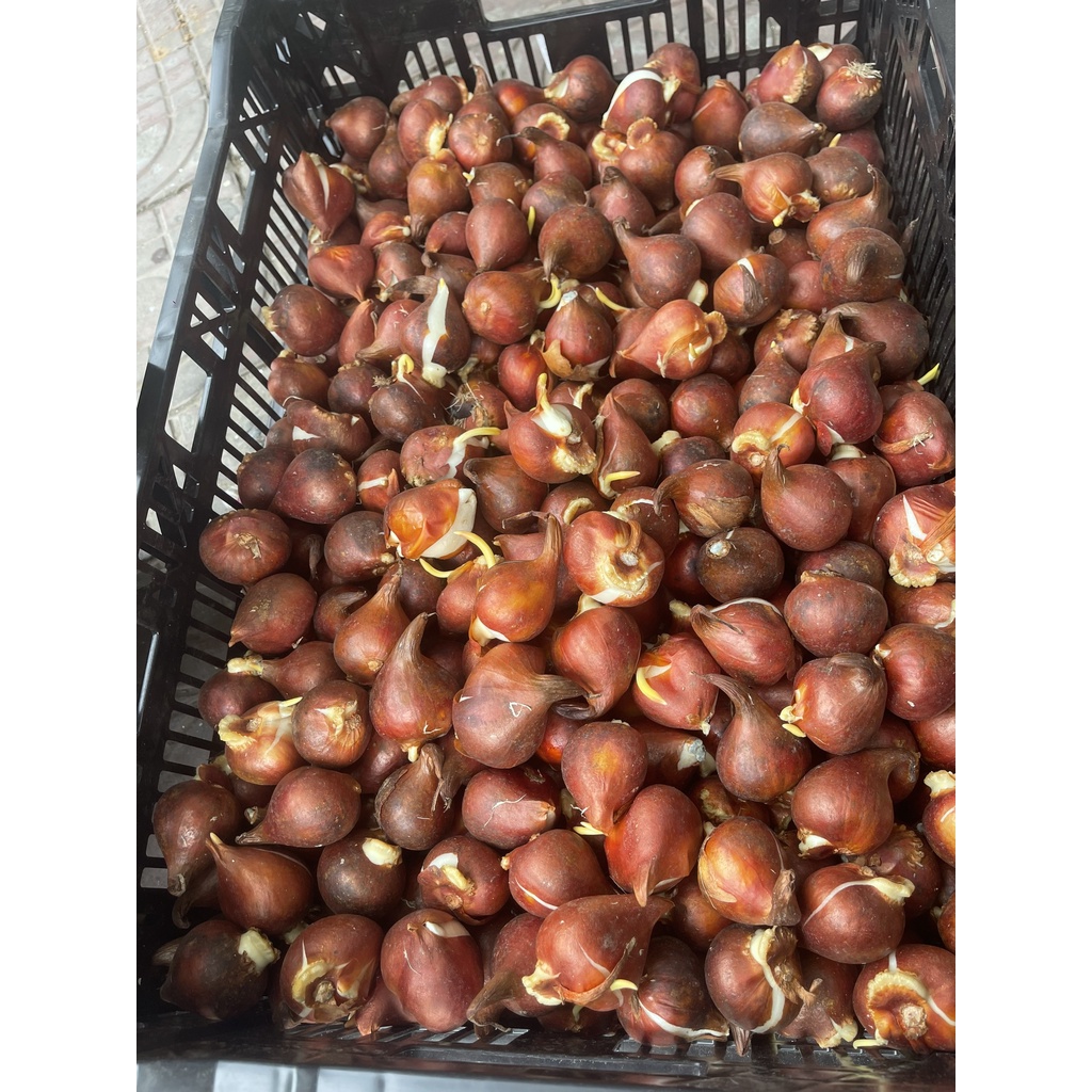 Củ hoa Tuy Lip-Chuẩn giống