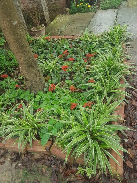 Cây giống sống đời ta