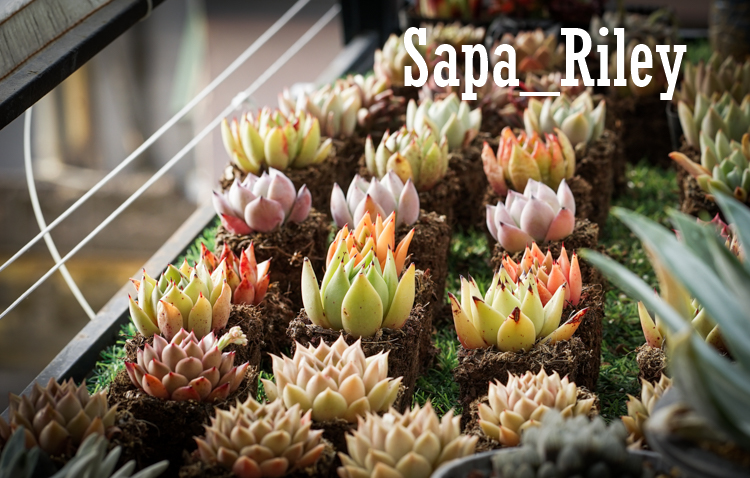 Sen đá Echeveria màu mè