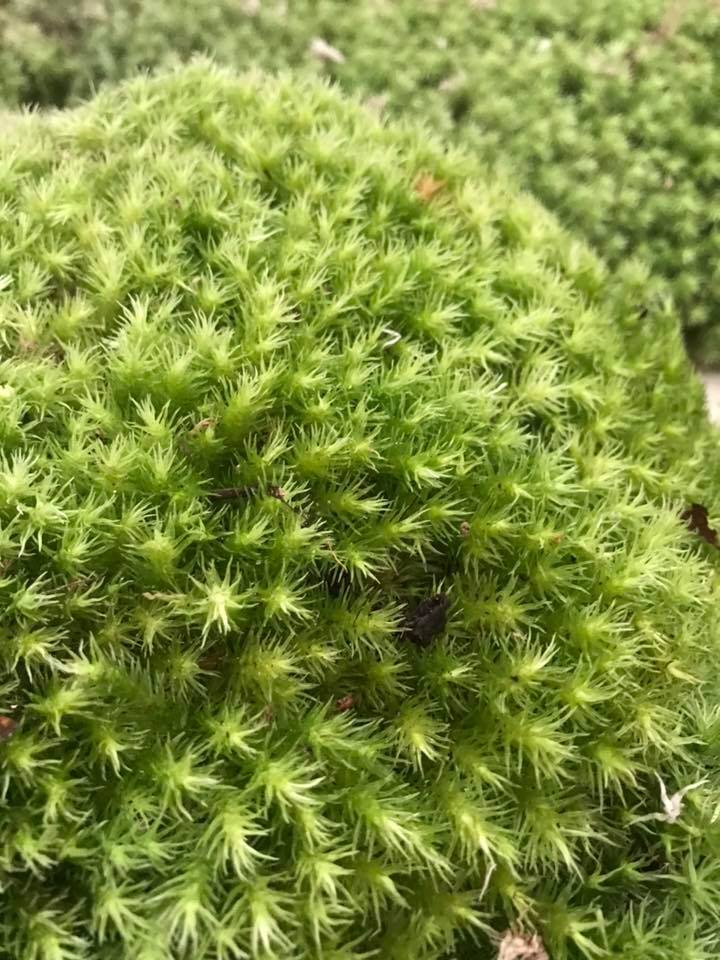 Rêu tươi dùng làm tiểu cảnh, terrarium