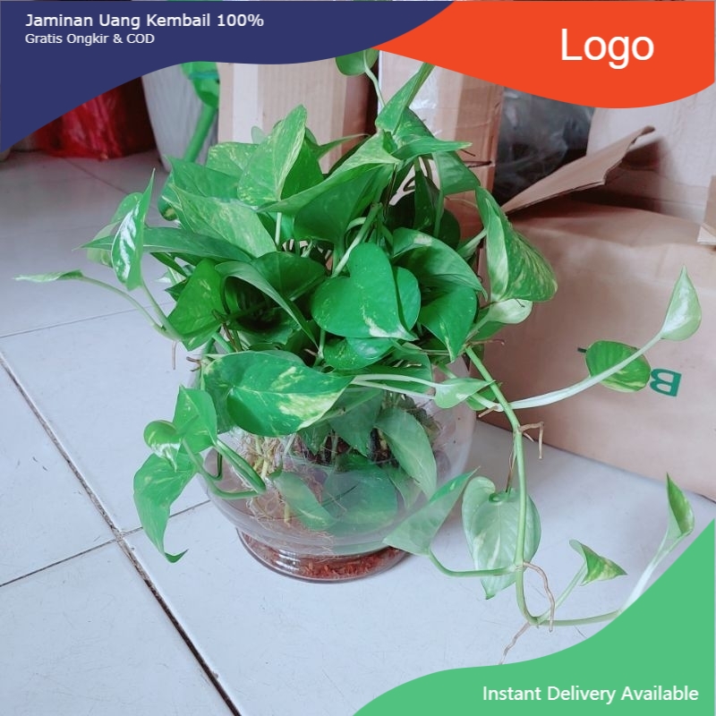 Chậu Trầu Bà Trồng Thủy Sinh