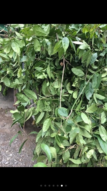 xạ đen khô 1kg