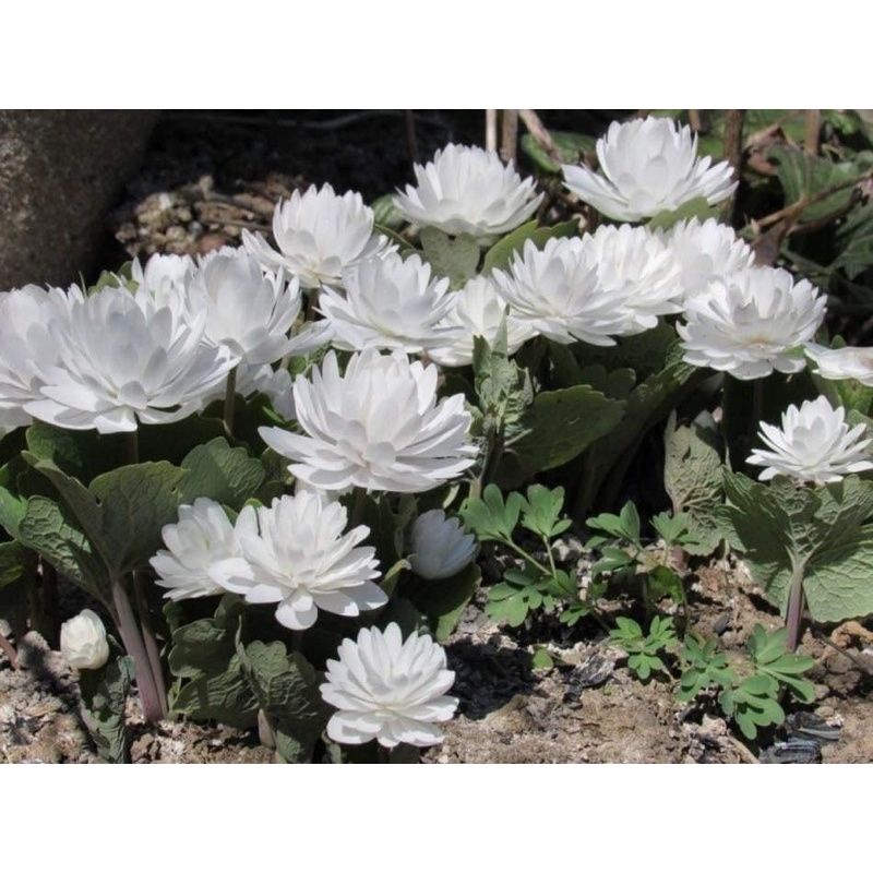 củ hoa súng cạn(1cu)