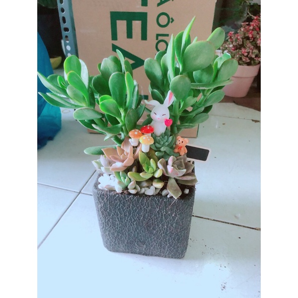 Chậu Cây Ngọc Bích Tiểu Cảnh