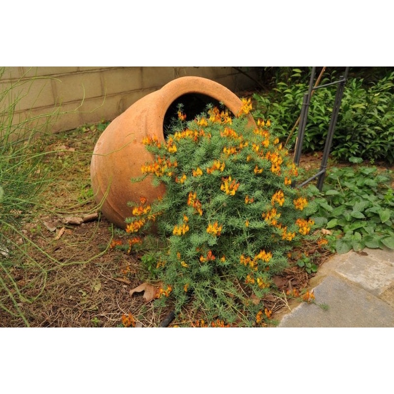 Cây hoa Phượng hoàng lửa(mỏ vẹt)