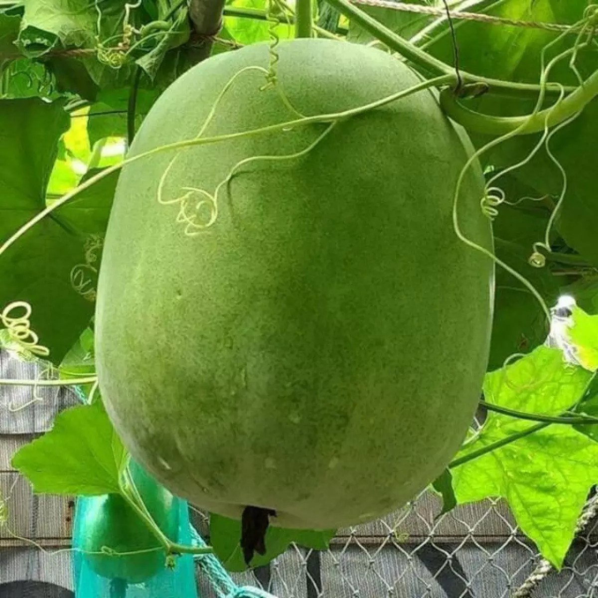 Hạt Giống Bí Đao Trái Tròn Thái Lan (ECO.435)