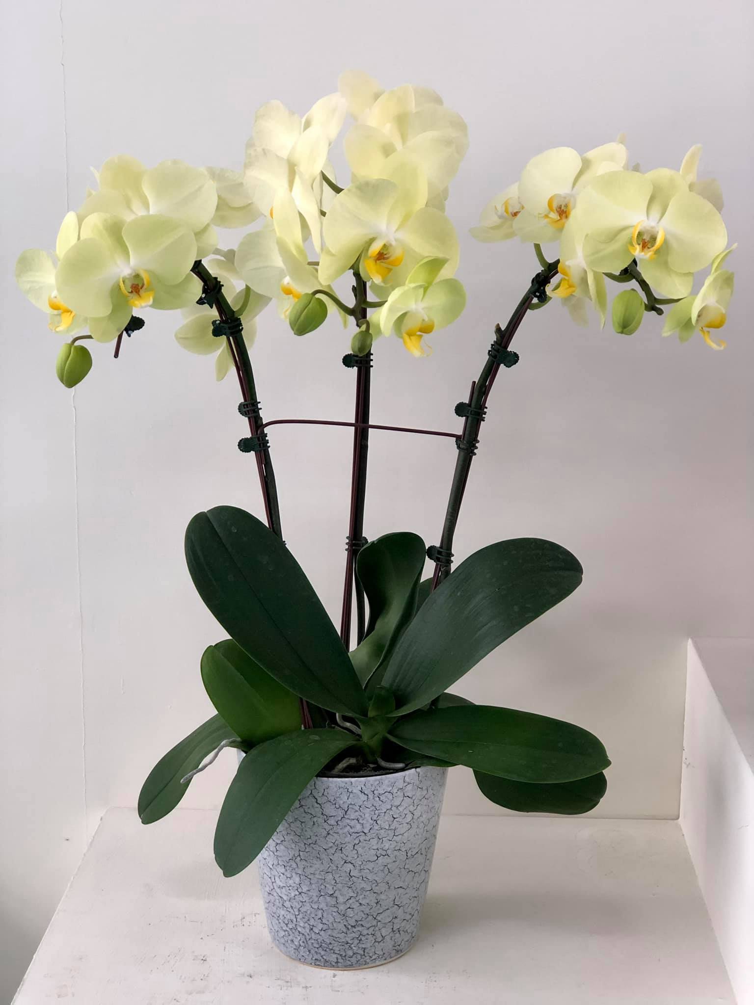 Combo 3 Lan 3 Màu 2 ngồng hoa - Hoa Đại - Cốc 2.8