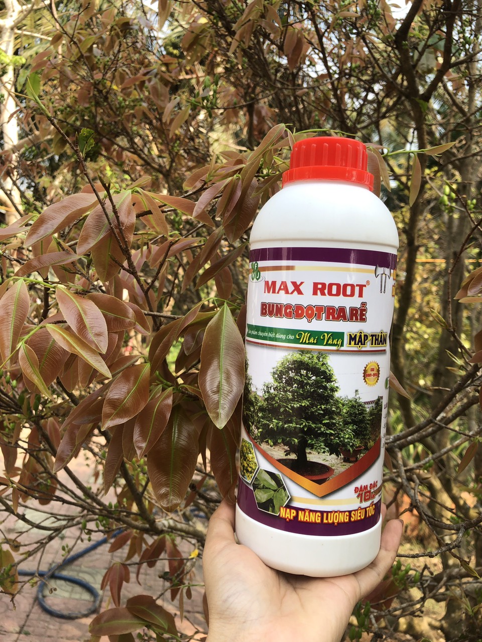 Phân bón Maxroot mai vàng Bung đọt - phục hồi nhanh 0,5L