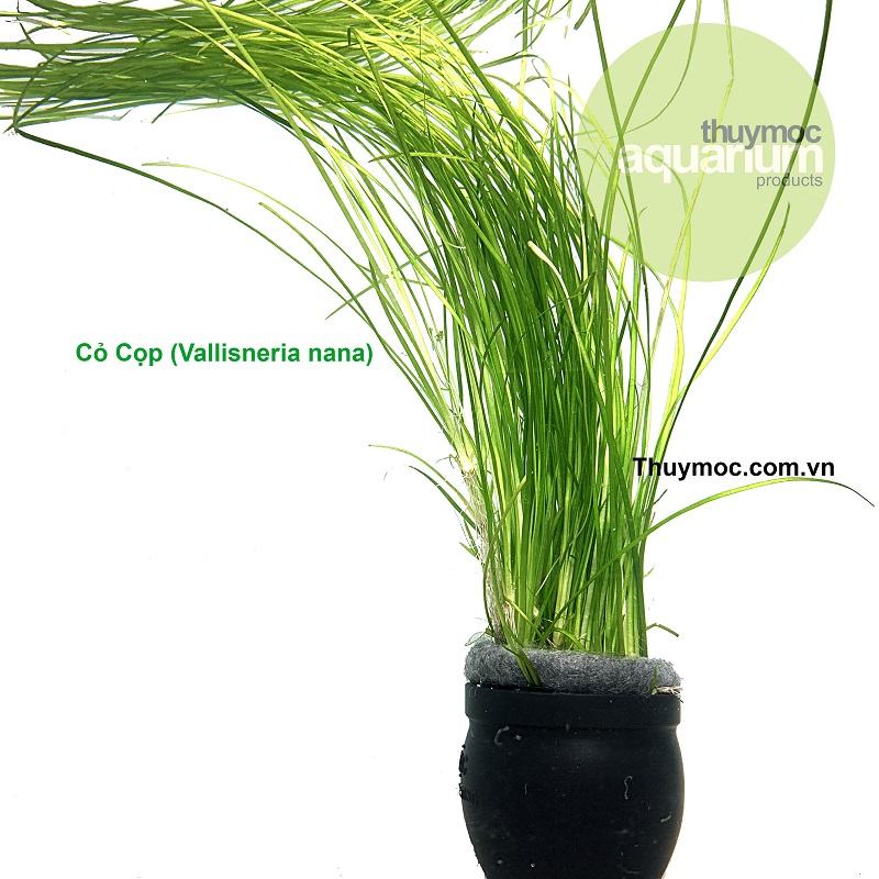 Cỏ cọp - cây thuỷ sinh hậu cảnh siêu đẹp trồng cho hồ thuỳ sinh, hồ cá