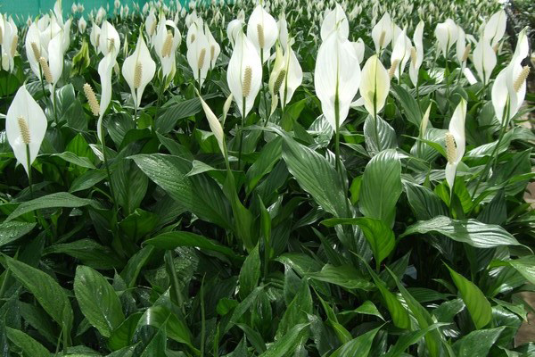 cây lan ý giống cỡ lớn ( như hình đăng) - 1 cây