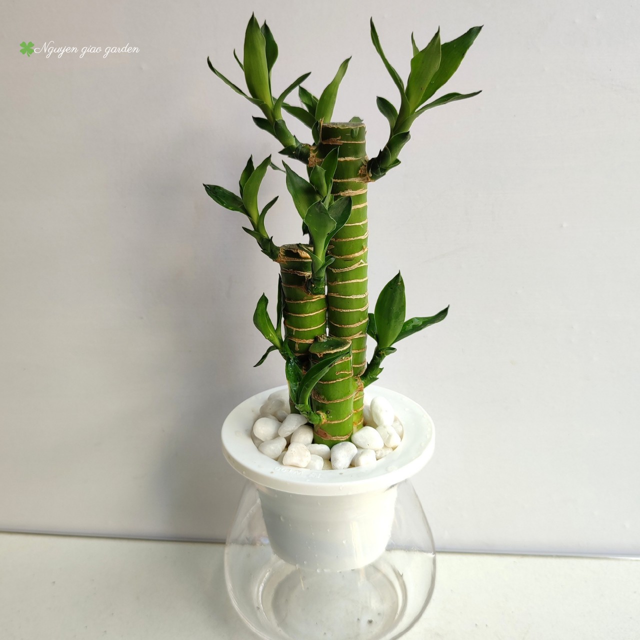 Cây Phát Tài, Cây Phát Lộc Thủy Sinh