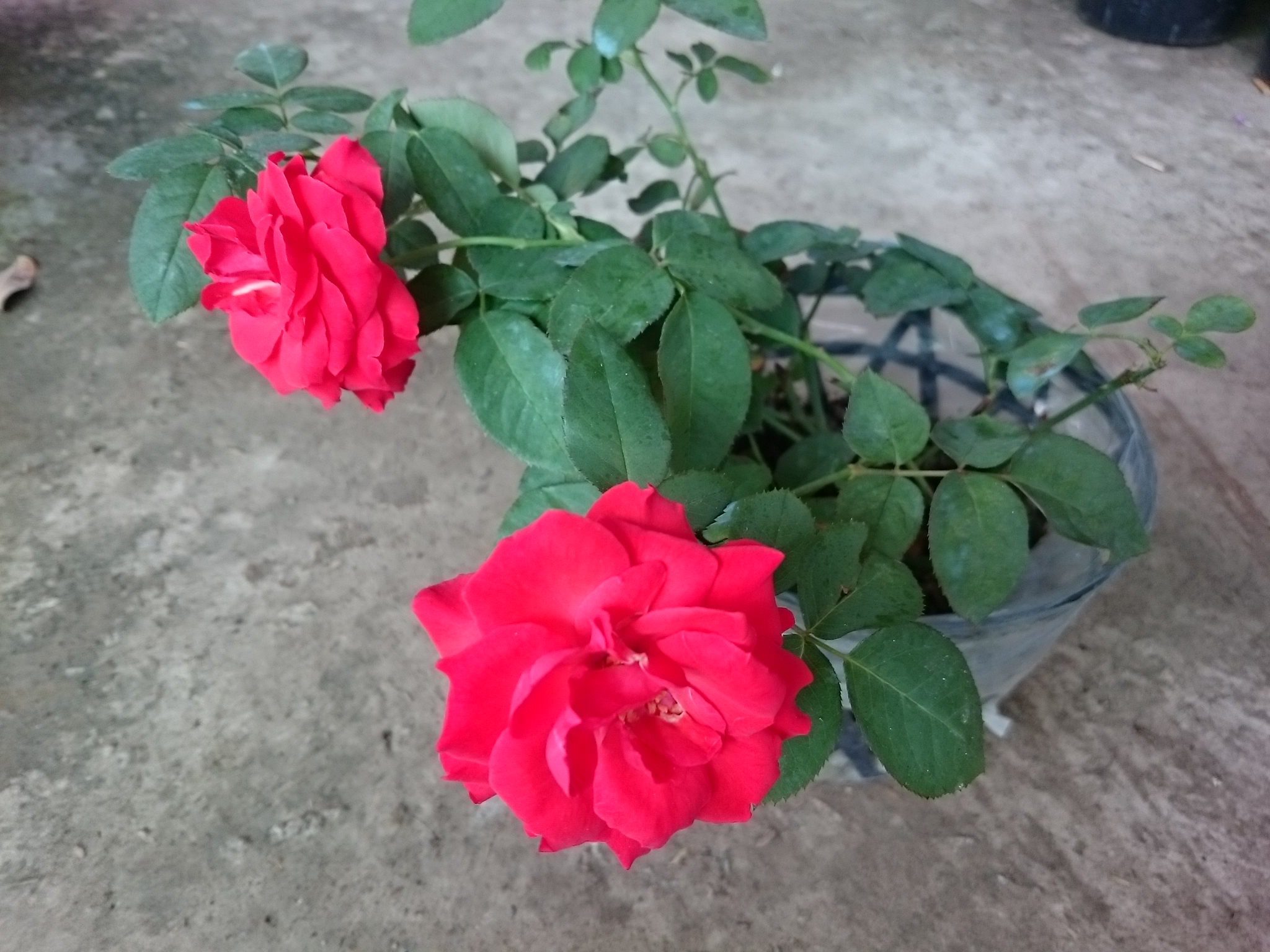 Cây Hoa Hồng Lửa - cây cảnh để bàn