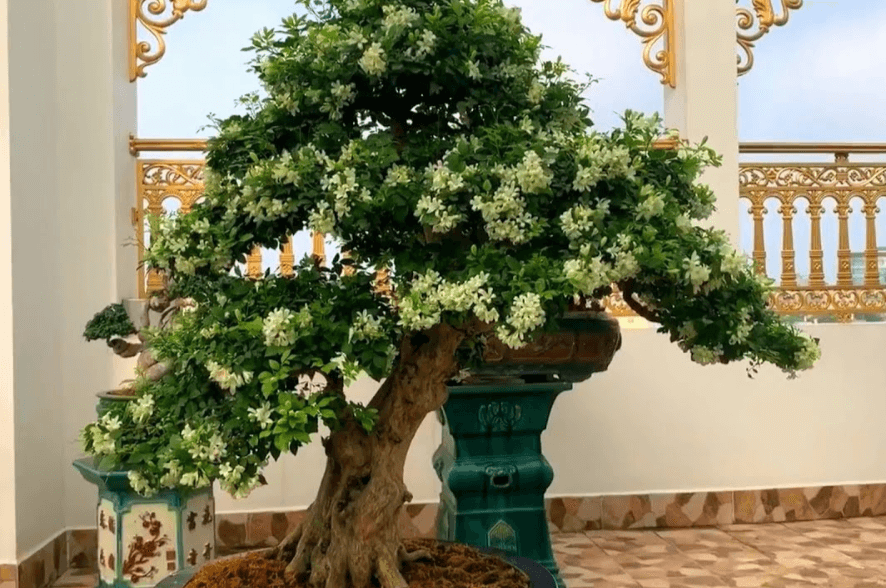 Cây giống hoa nguyệt quế trắng thơm tứ thì size lớn