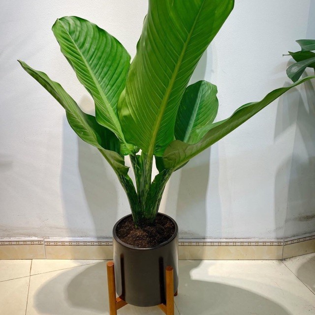 Cây đại Phú gia