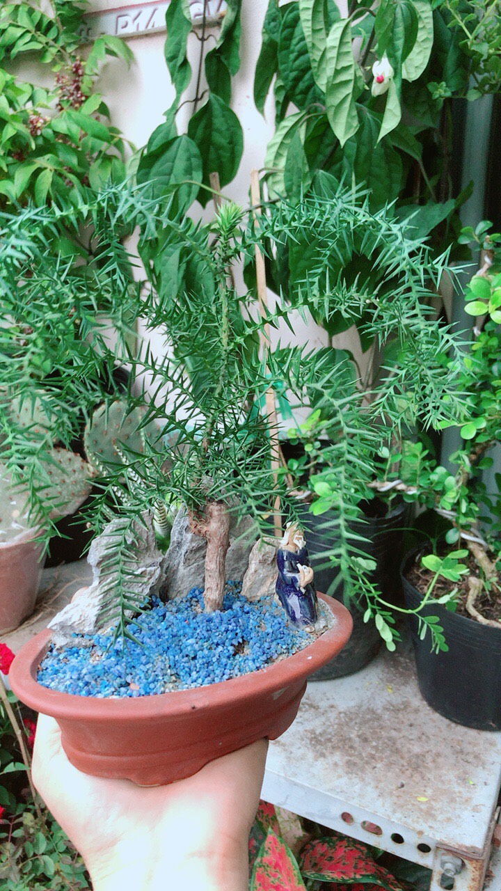 Chậu Cây Tùng Bồng Lai Bonsai(Tùng bách tán)
