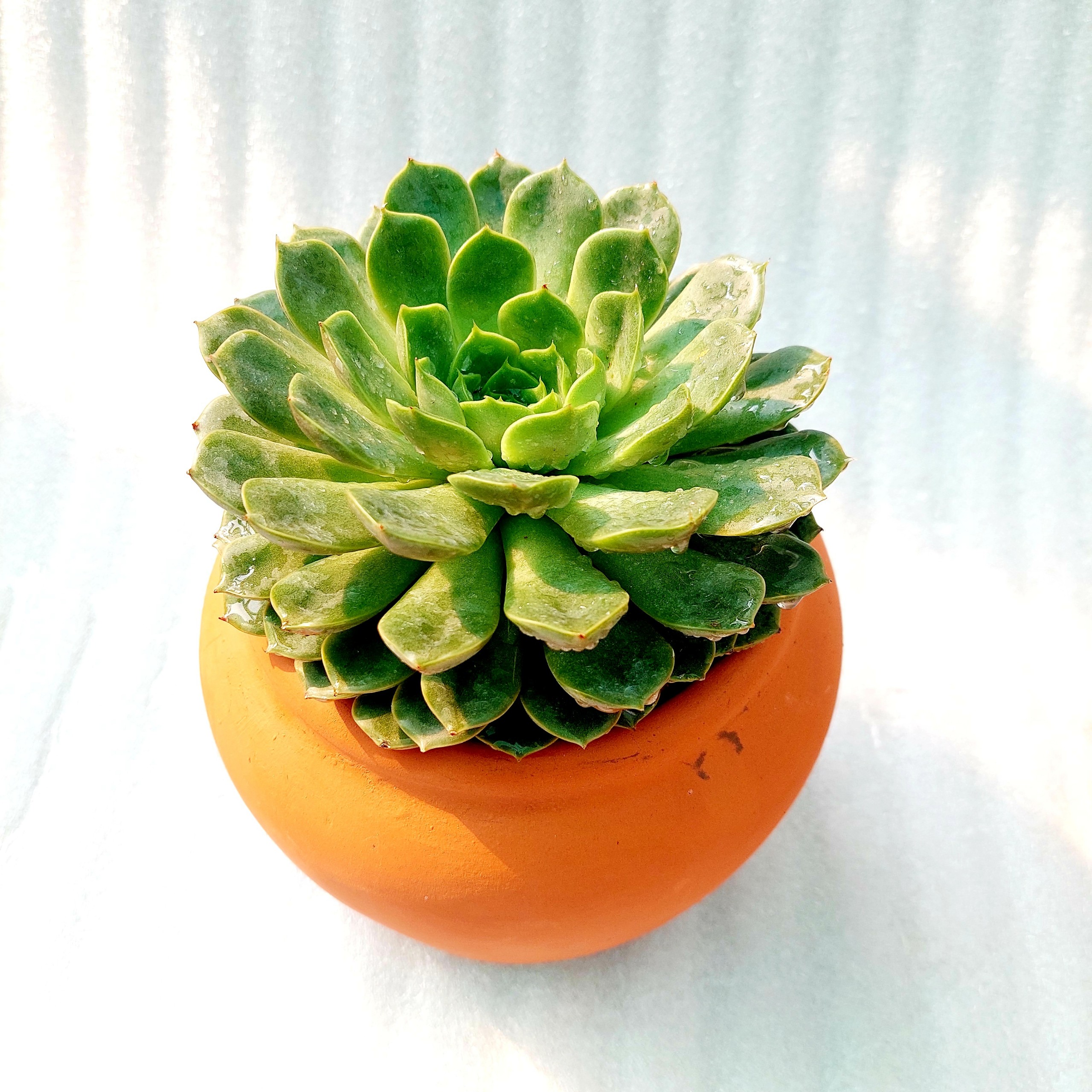 Chậu đất nung - Chum lùn, miệng chậu 14cm, chiều cao 15cm