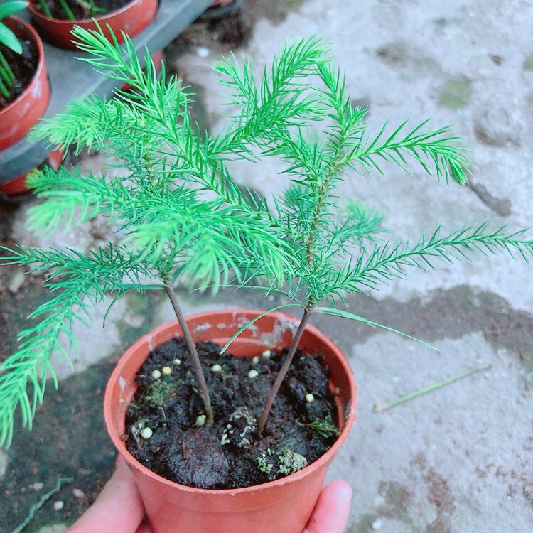 cây tùng bách tán - cây giống nhỏ