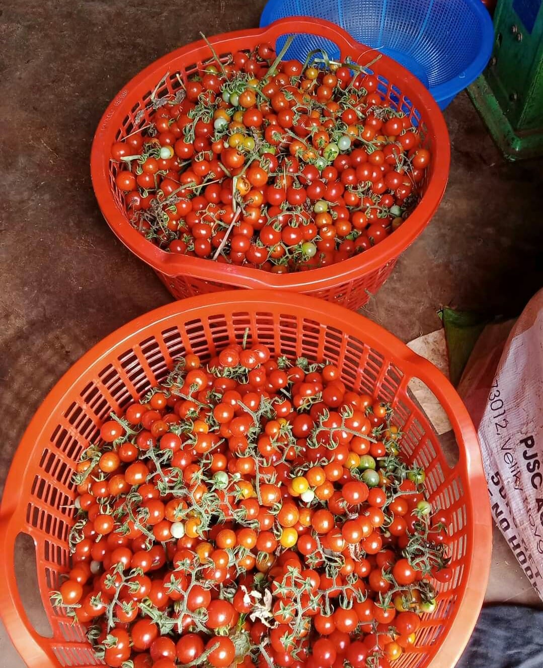 Hạt giống cà chua bi rừng ( cà chua bi dại ) - Gói 20 hạt
