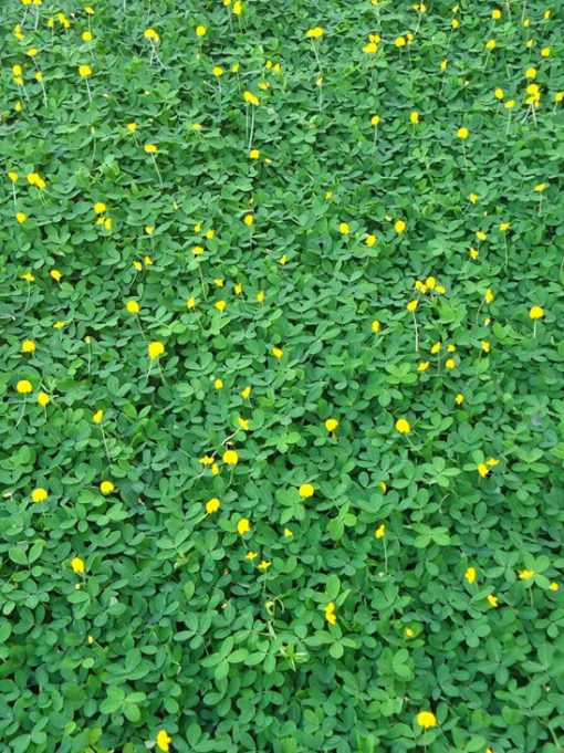 50gram hạt giống hoa cỏ lạc - Cỏ đậu phộng