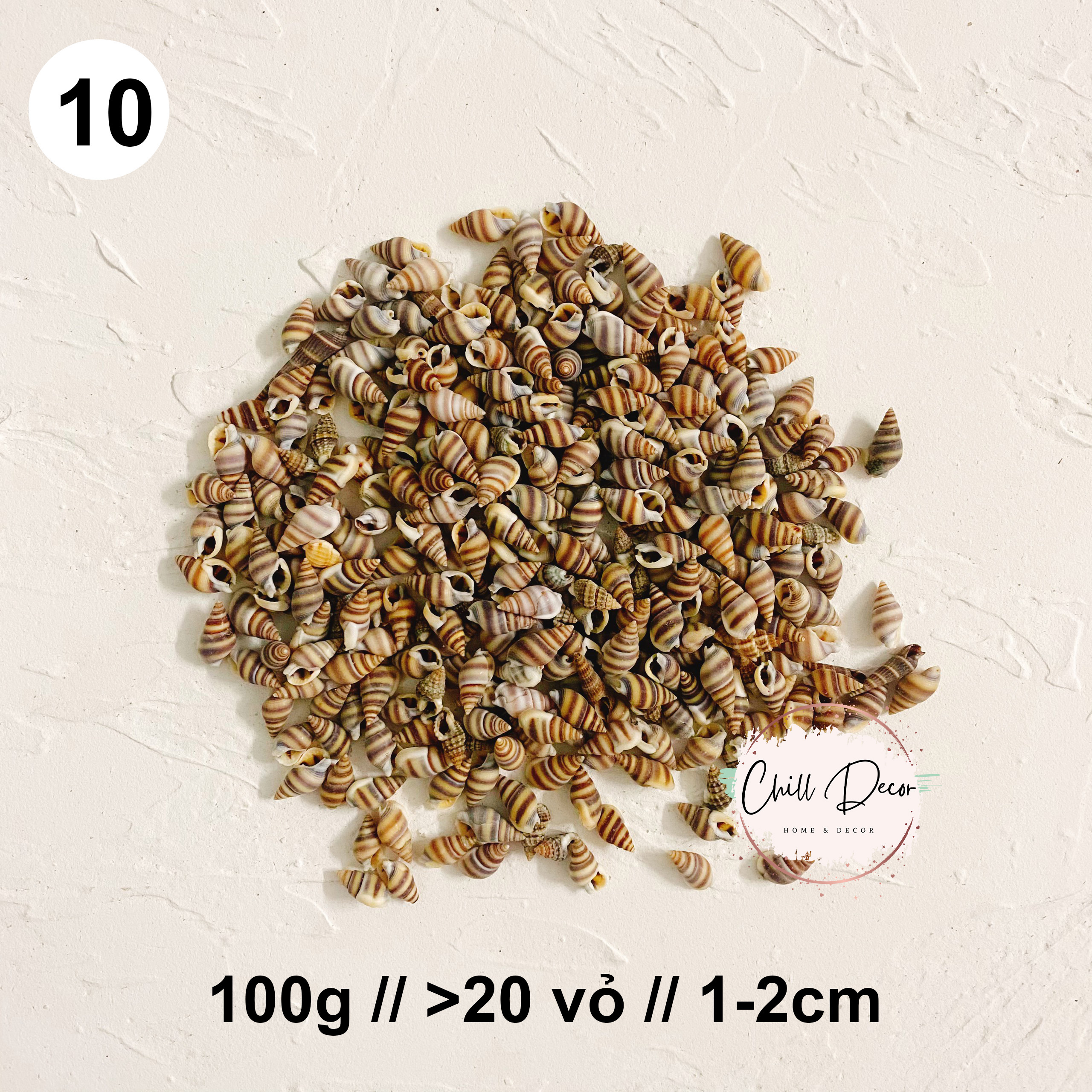 Vỏ sò, vỏ ốc bán theo combo - phụ kiện trang trí, thủy sinh - chiu decor