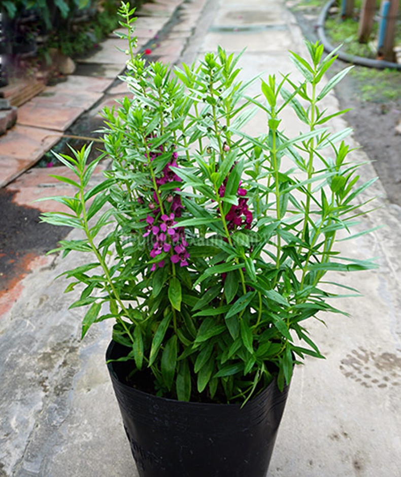 Hoa violet tím cổ thơm (cả hoa và lá đều rất thơm) - bầu cây giống size lớn