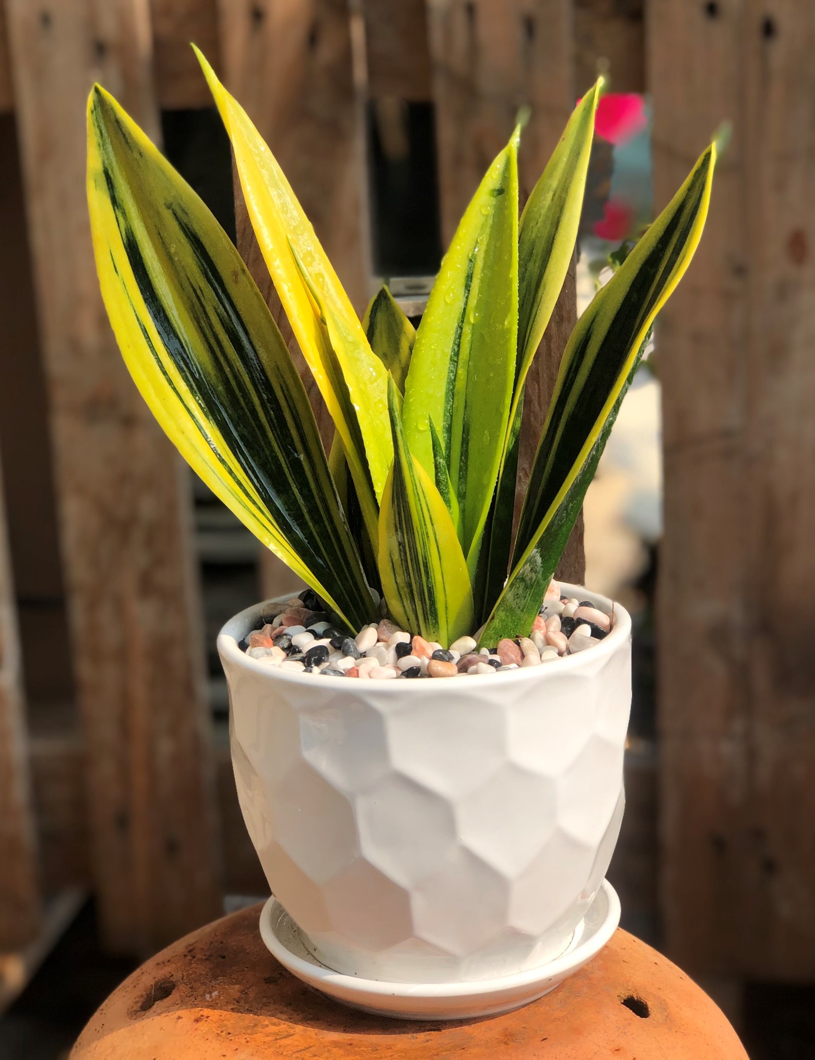 Cây Lưỡi Hổ Hoàng Kim