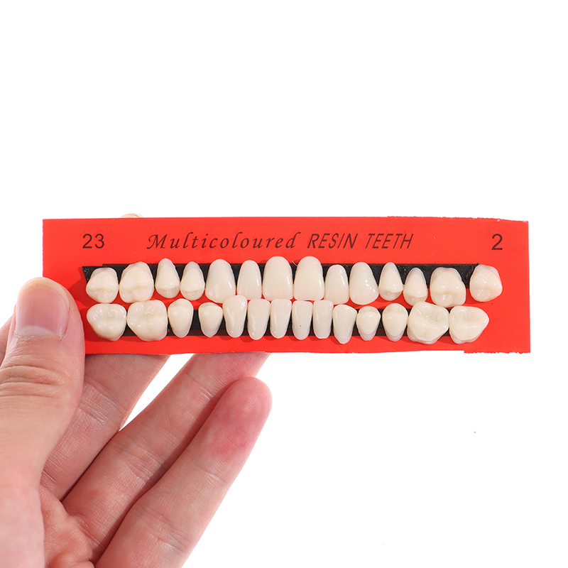 💖【New Production】 28Pcs/Set Resin Teeth Teaching Model Universal False Teeth Dental Material Teeth