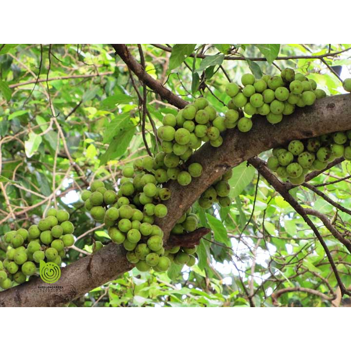 cây giống cây sung nếp dòng siêu quả