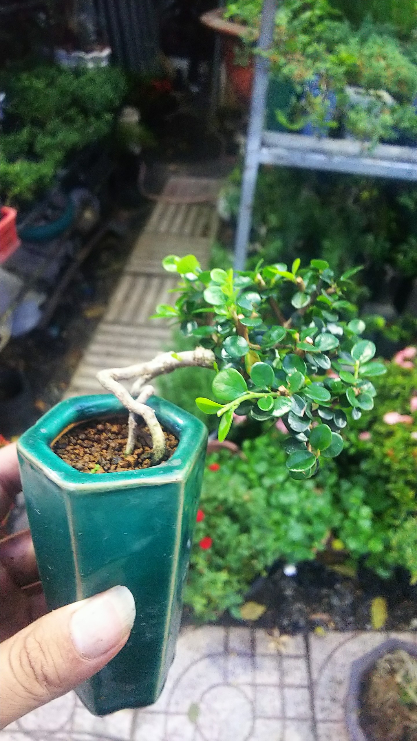 Sam núi bonsai mini sĩze 10cm phân tan chậm