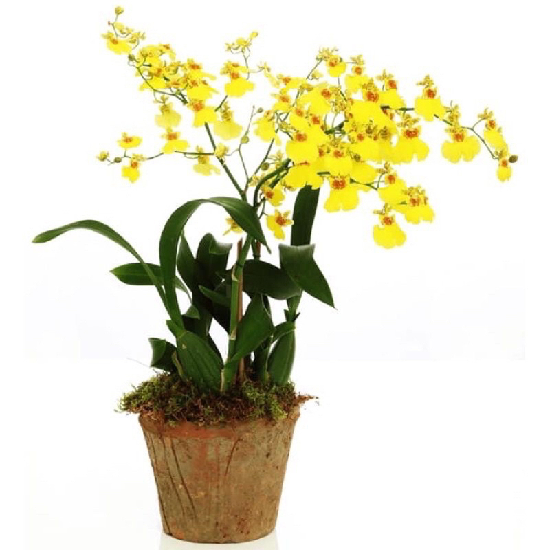 phong lan vũ nữ (1khóm)