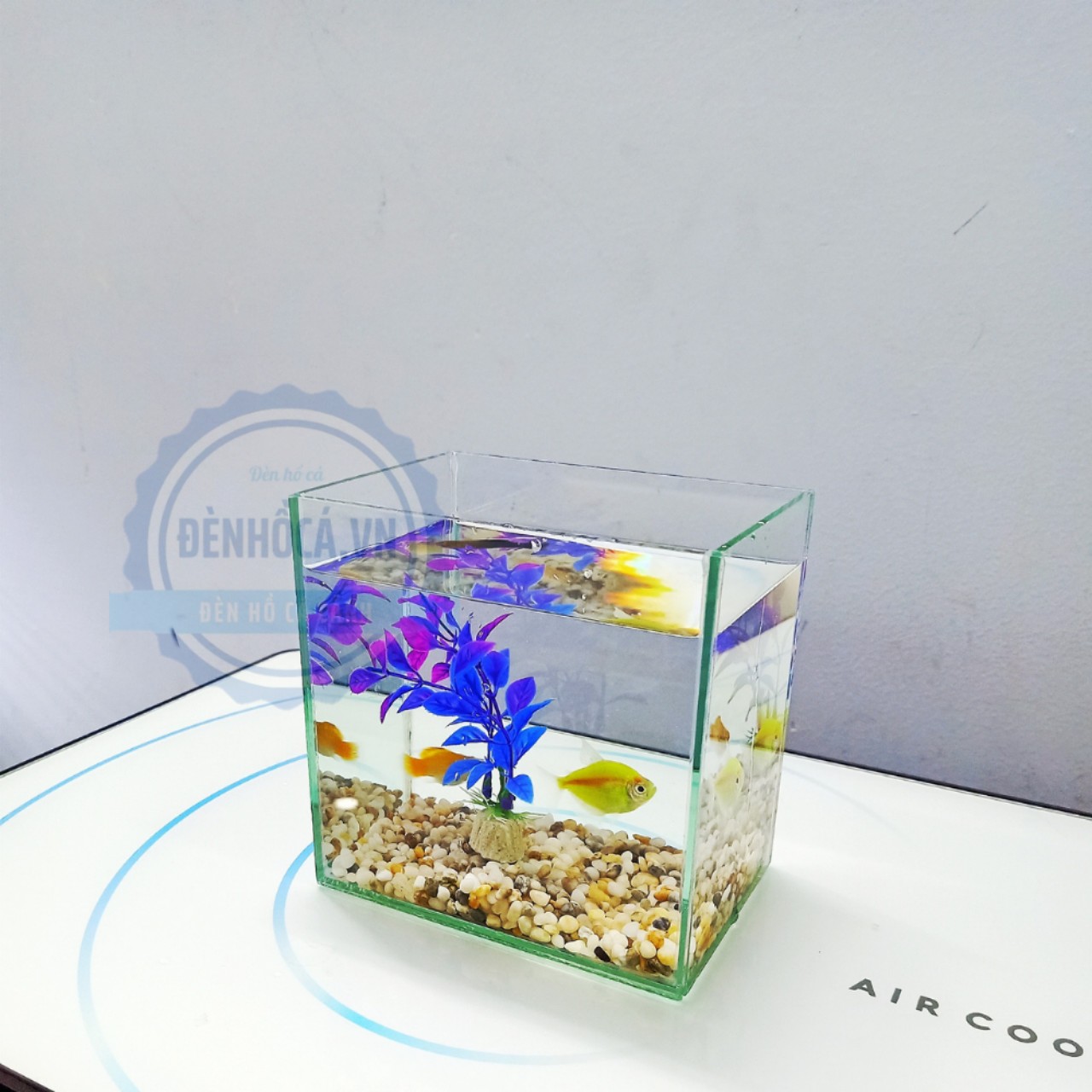 Bể cá mini BETTA nhỏ xinh để bàn