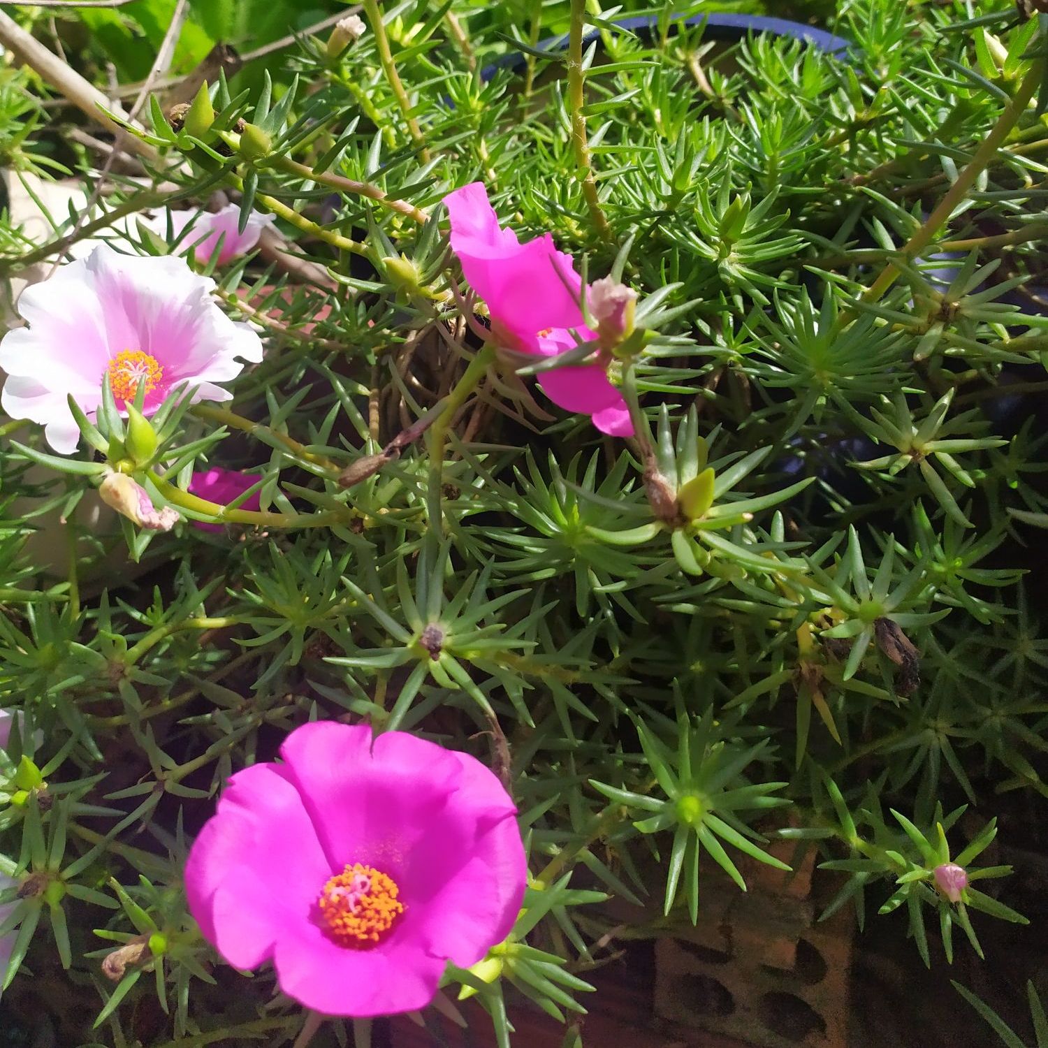 Hoa Mười Giờ Mỹ ( 0.5kg nhánh hoa )
