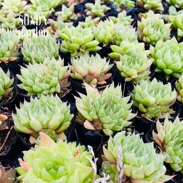 SEN ĐÁ DẠ QUANG SIZE BÉ SIÊU KHỎE ĐẸP LỖI 1 ĐỔI 1
