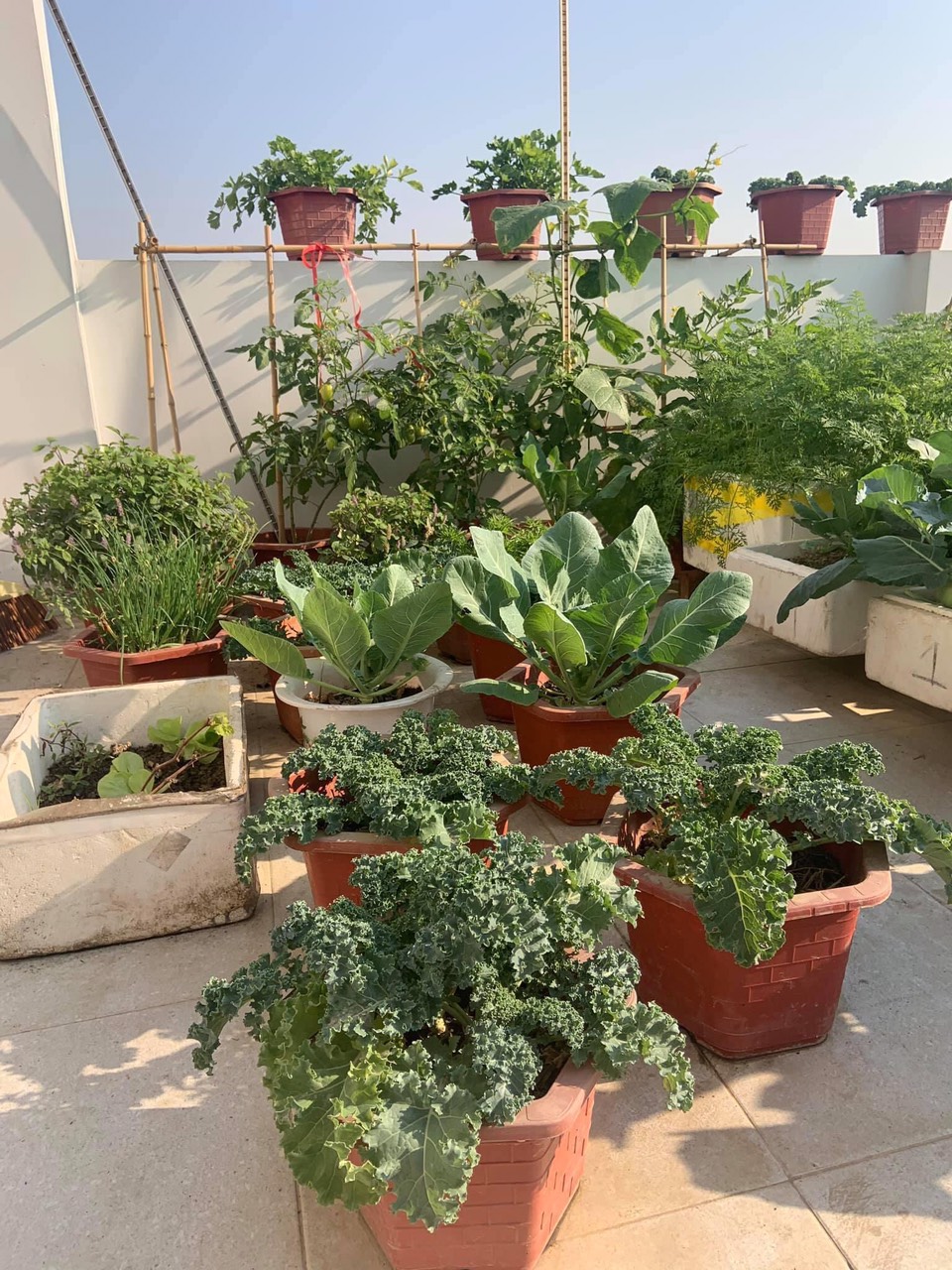 GIÁ THỂ MỤN DỪA ĐÃ QUA XỬ LÝ SFARM