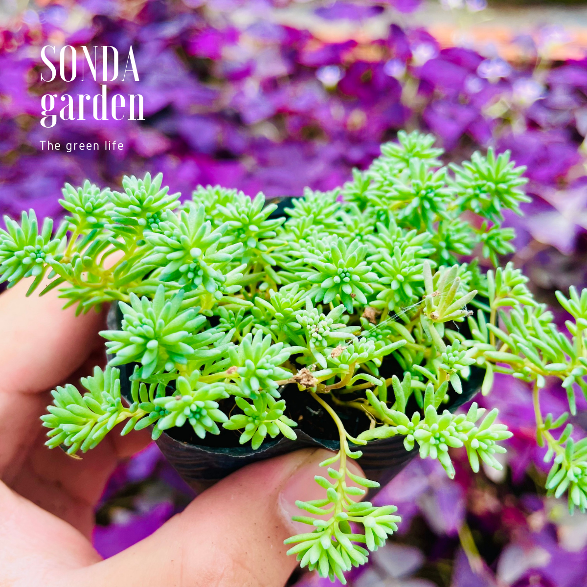 SEN ĐÁ SEDUM CƠM SIZE BÉ SIÊU KHỎE ĐẸP LỖI 1 ĐỔI 1