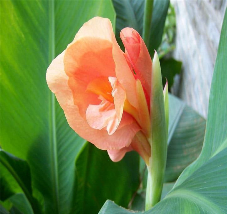 giống củ bông chuối cảnh(hoa chuối kiengr) dễ chăm len hoa nhanh