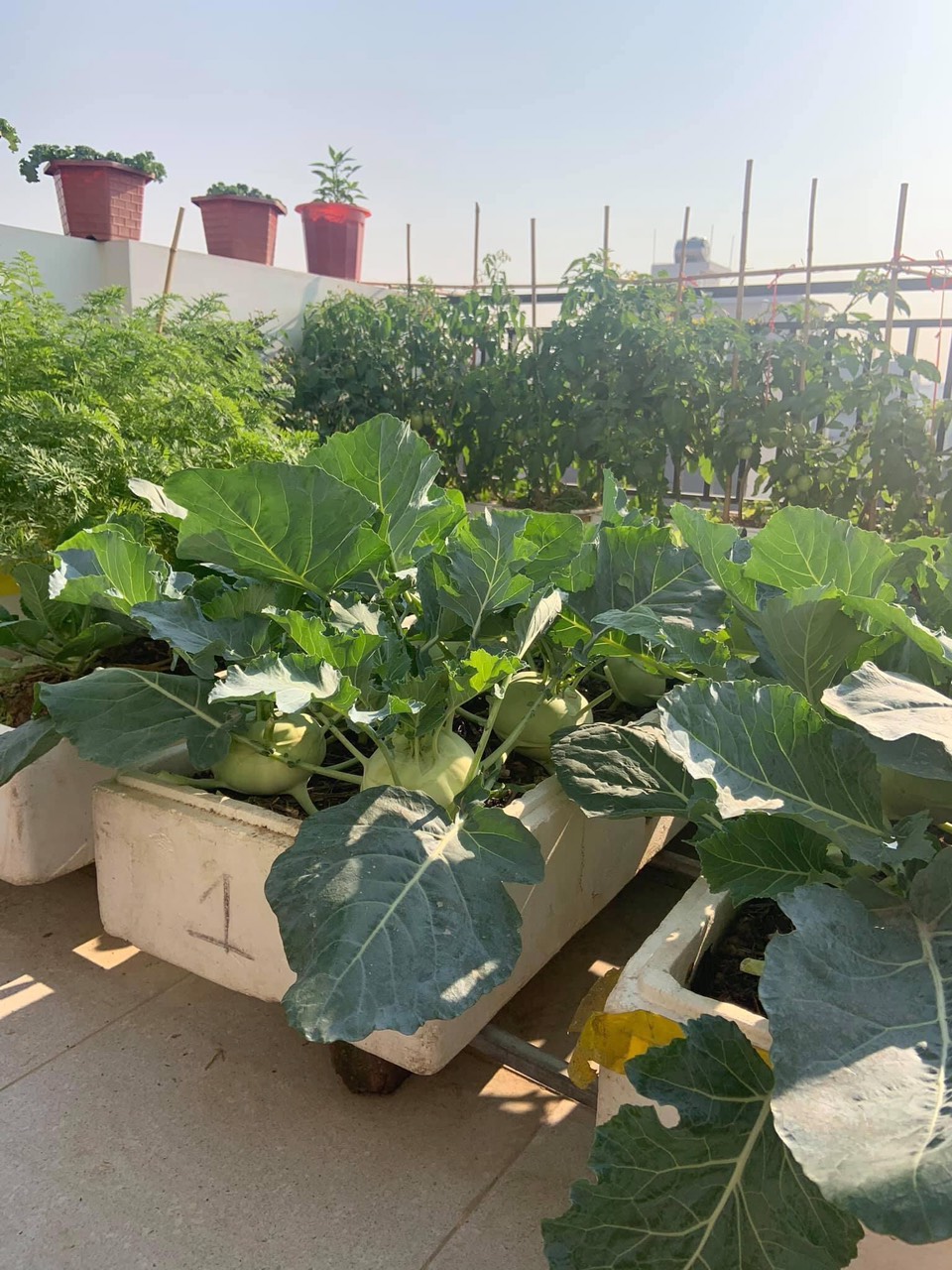 GIÁ THỂ MỤN DỪA ĐÃ QUA XỬ LÝ SFARM