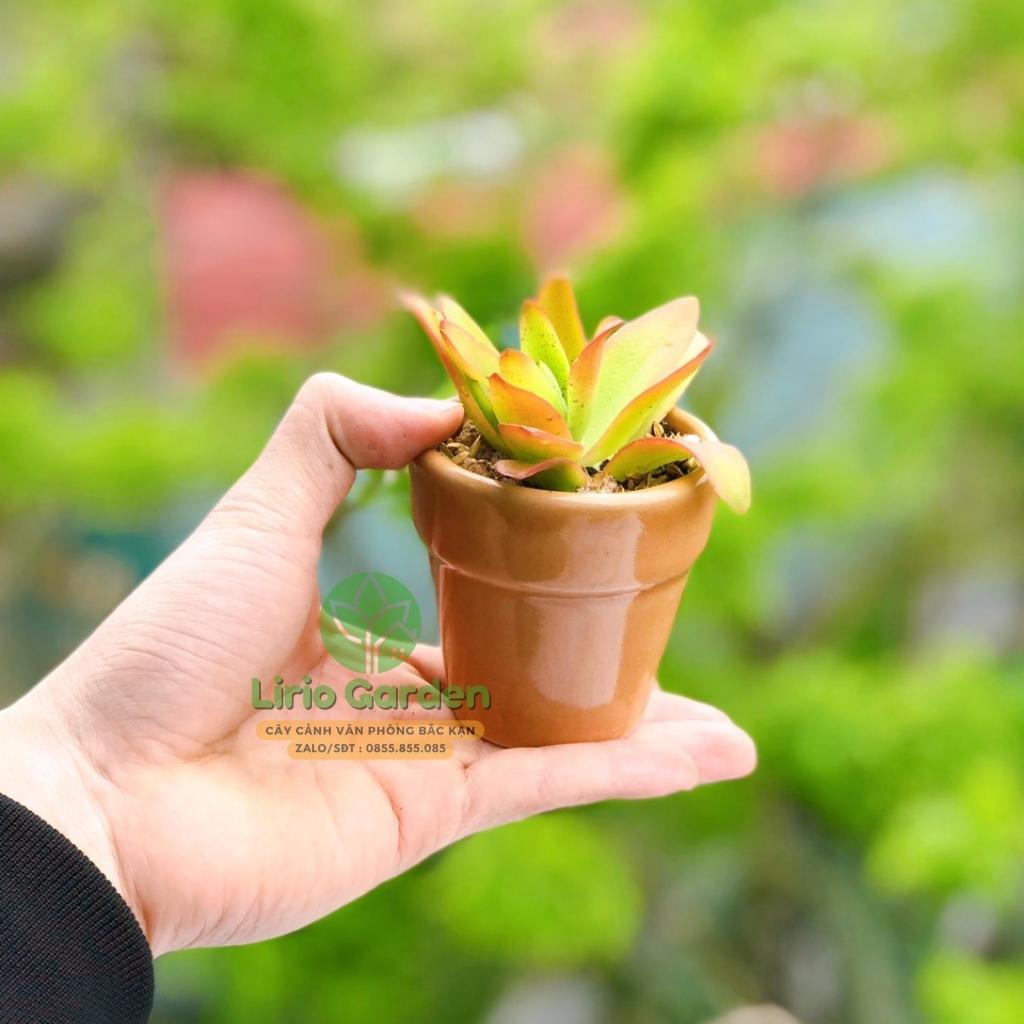 cây sen đá kèm chậu kích thước 7x7cm [ sen gửi ngẫu nhiên , tặng kèm đất trồng ]