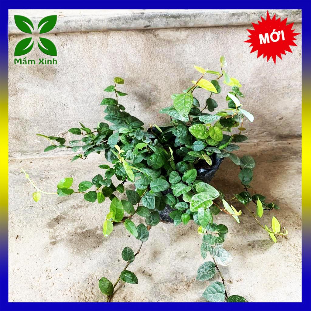 Cây Thằn Lằn (Cây Vảy Ốc bám tường) Mầm Xinh