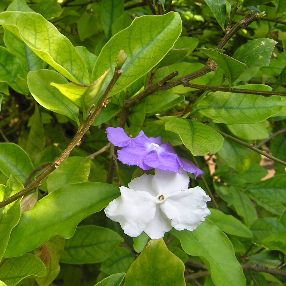 Lài nhât ( nhài nhật ) - Cây giống đang hoa