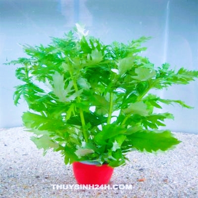 Thuỷ cúc thuỷ sinh (8 nhánh)