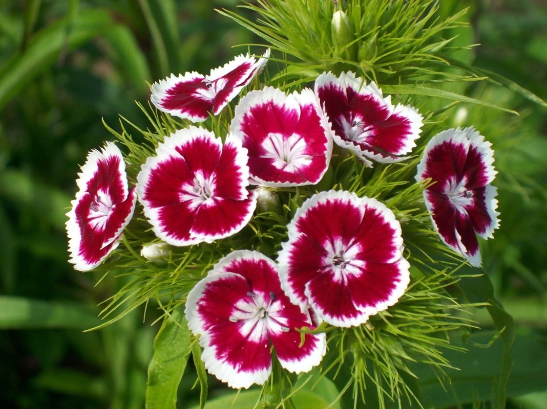 Phân Bón Lá Growmore 10-55-10+Te (Grow More 100g) - Phân NPK Siêu Lân Bloom