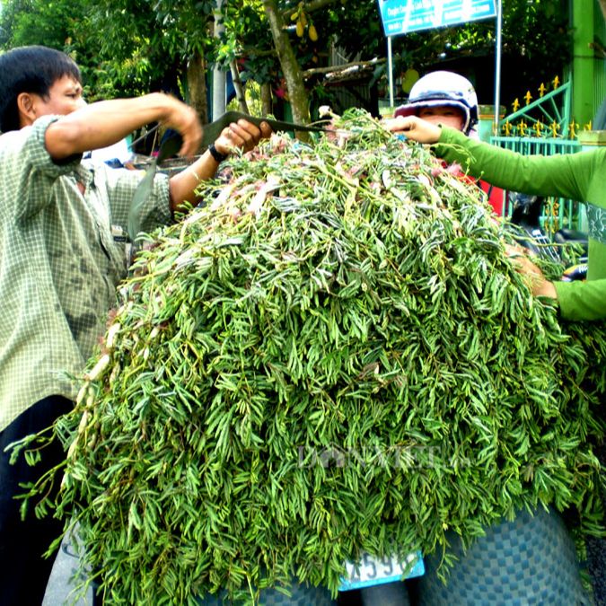 Hạt Giống Rau Nhút, Rau Rút (1gr)