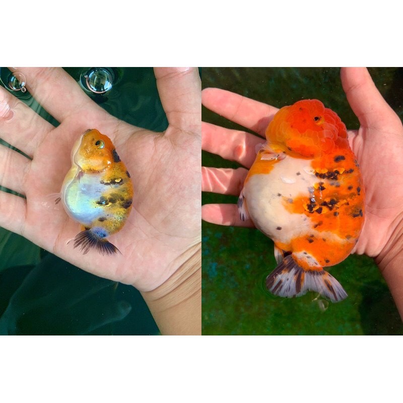 Thức ăn cá vàng (Cám Nhật Phong dành cho cá vàng Goldfish) gói 1kg