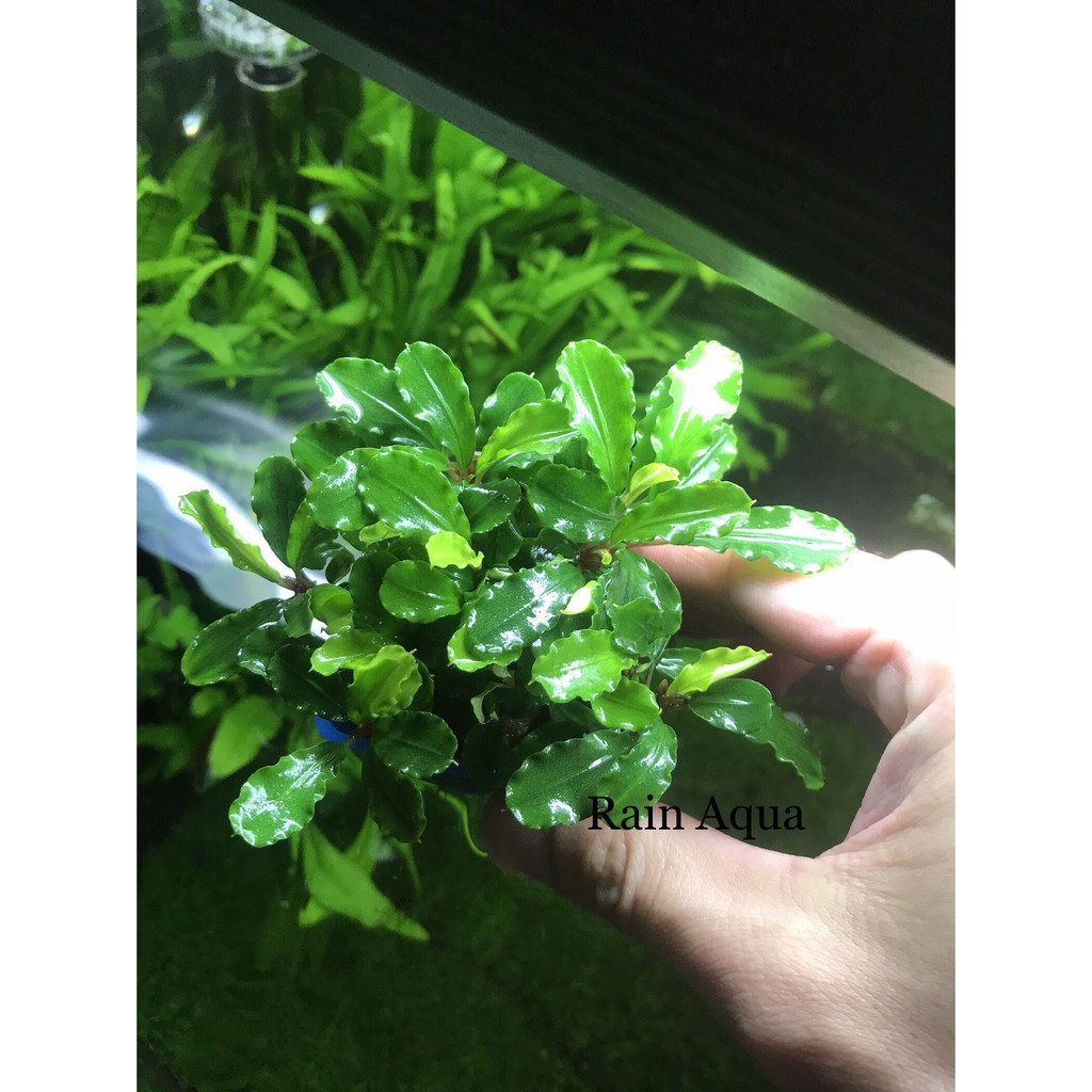 Bucep - Cây Thủy Sinh Giá Thể . Rain Aqua