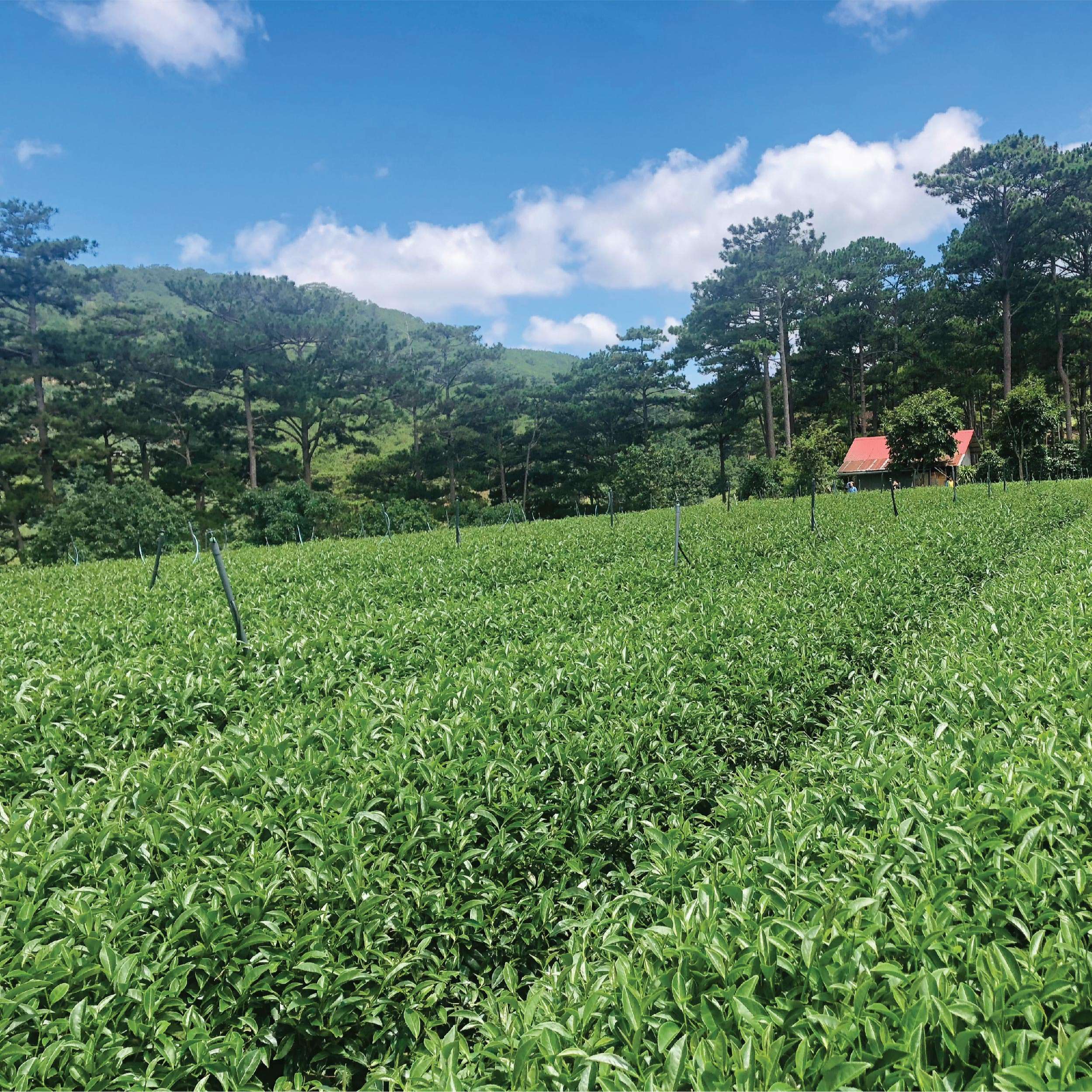 Dalatfarm Lotus Tea - 110Gr Tin Bag