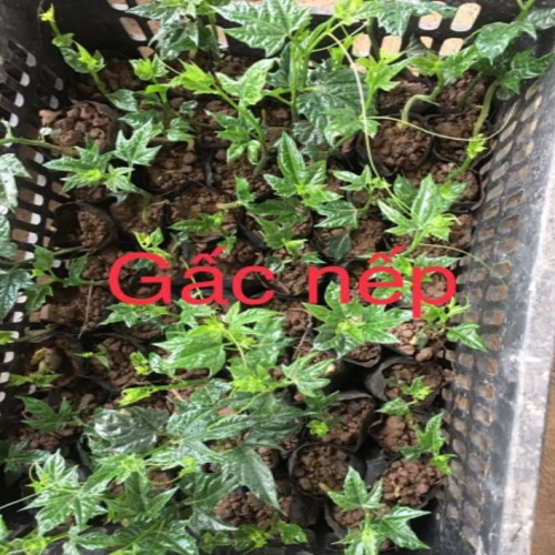 CÂY GIỐNG GẤC NẾP