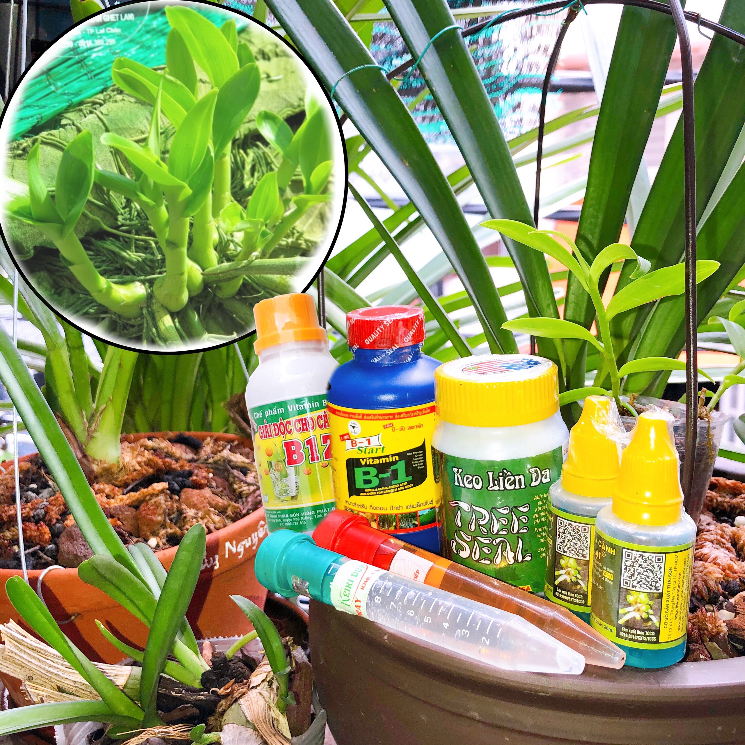 Combo kích ki cho Phong lan 7 sản phẩm