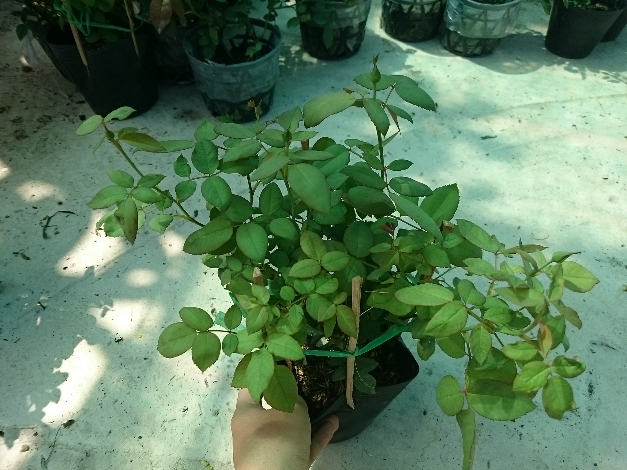 Cây Hoa Hồng Nhung - cây cảnh để bàn