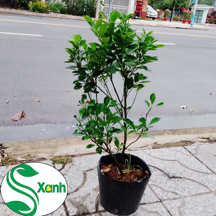 Cây Tắc, Cây QUất, Cây Hạnh